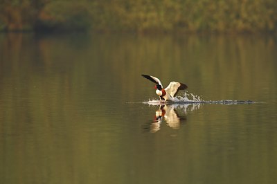 BUITEN BEELD Foto: 67430