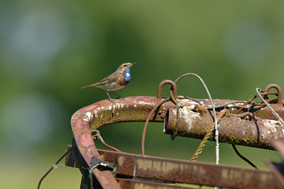 BUITEN BEELD Foto: 67433