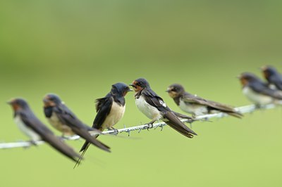 BUITEN BEELD Foto: 67434