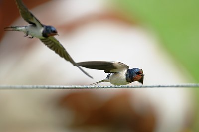 BUITEN BEELD Foto: 67437