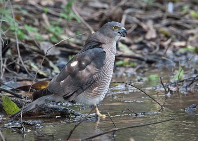 BUITEN BEELD Foto: 67460