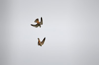 BUITEN BEELD Foto: 67463