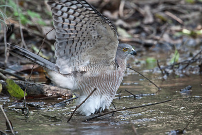 BUITEN BEELD Foto: 67465