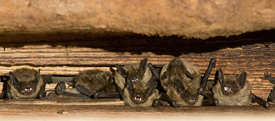 BUITEN BEELD Foto: 67471