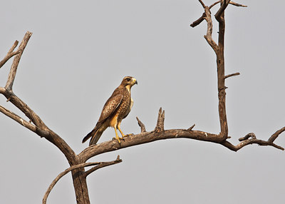 BUITEN BEELD Foto: 67479