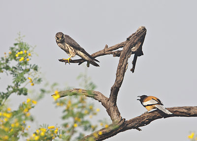 BUITEN BEELD Foto: 67481