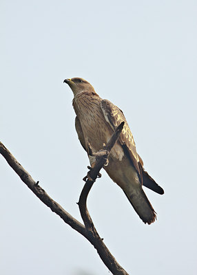 BUITEN BEELD Foto: 67486