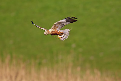 BUITEN BEELD Foto: 67487