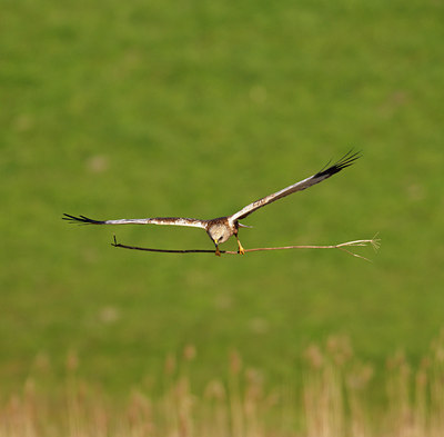 BUITEN BEELD Foto: 67488