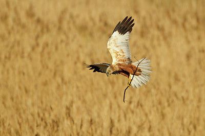 BUITEN BEELD Foto: 67490