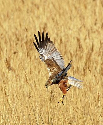 BUITEN BEELD Foto: 67491