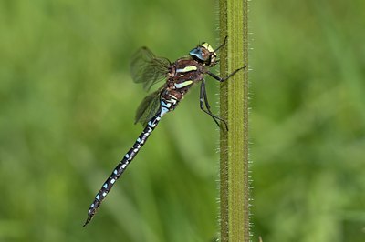 BUITEN BEELD Foto: 67518