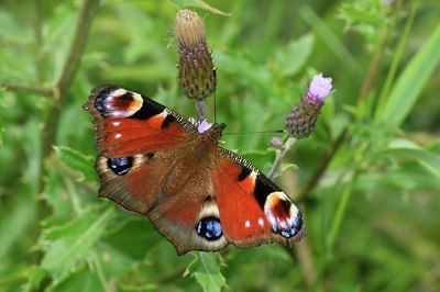 BUITEN BEELD Foto: 67523