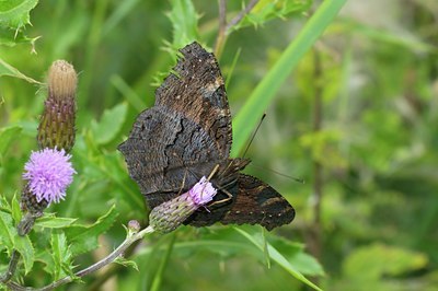 BUITEN BEELD Foto: 67524