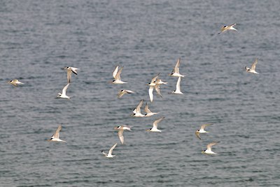 BUITEN BEELD Foto: 67532