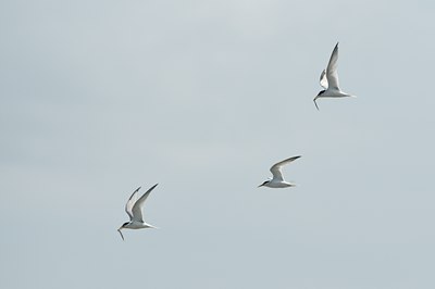 BUITEN BEELD Foto: 67533