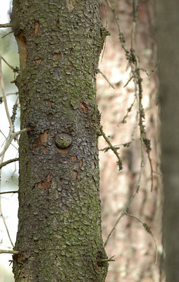 BUITEN BEELD Foto: 67543