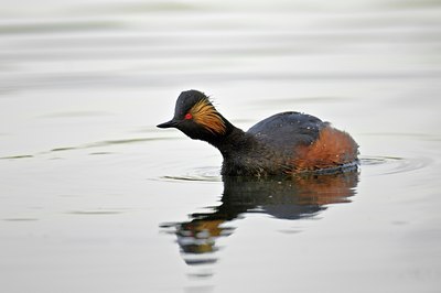 BUITEN BEELD Foto: 67547