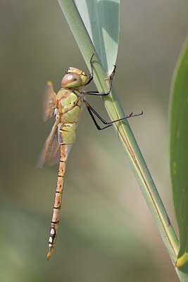 BUITEN BEELD Foto: 67550