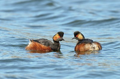 BUITEN BEELD Foto: 67552
