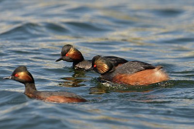 BUITEN BEELD Foto: 67554