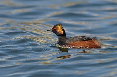 BUITEN BEELD Foto: 67558