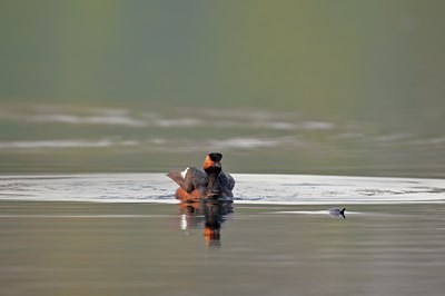BUITEN BEELD Foto: 67564