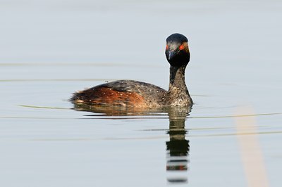 BUITEN BEELD Foto: 67566