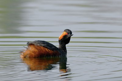 BUITEN BEELD Foto: 67568