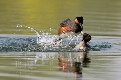 BUITEN BEELD Foto: 67576