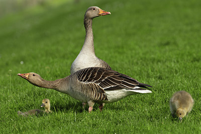 BUITEN BEELD Foto: 67598