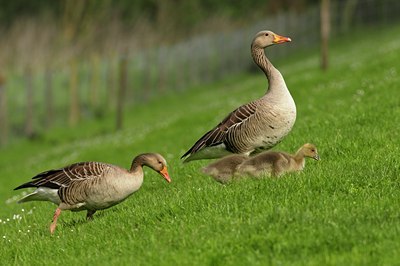 BUITEN BEELD Foto: 67600