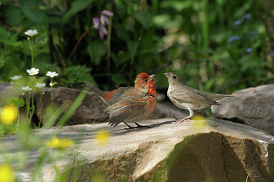 BUITEN BEELD Foto: 67615