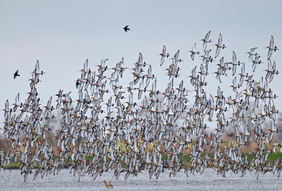 BUITEN BEELD Foto: 67635