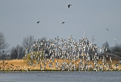 BUITEN BEELD Foto: 67639