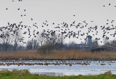 BUITEN BEELD Foto: 67646
