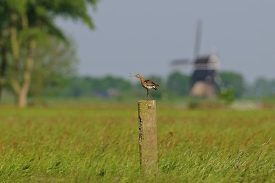BUITEN BEELD Foto: 67652