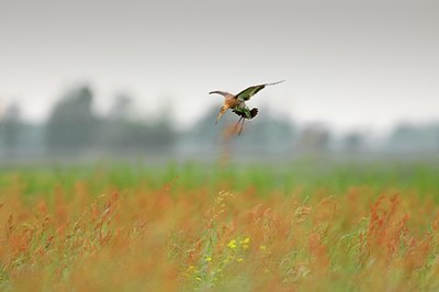 BUITEN BEELD Foto: 67655