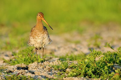BUITEN BEELD Foto: 67658