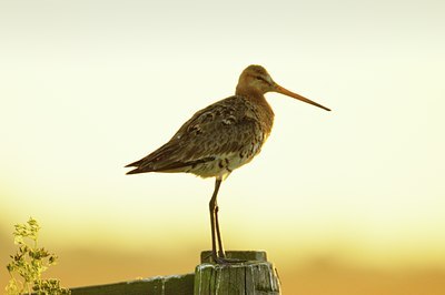 BUITEN BEELD Foto: 67660