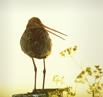 BUITEN BEELD Foto: 67661