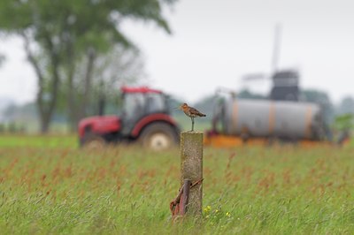 BUITEN BEELD Foto: 67668
