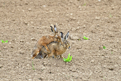 BUITEN BEELD Foto: 67673