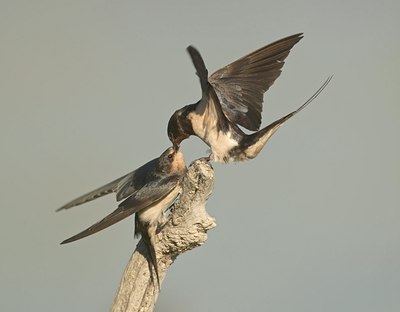 BUITEN BEELD Foto: 67677