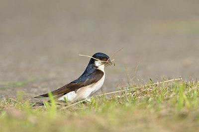BUITEN BEELD Foto: 67679