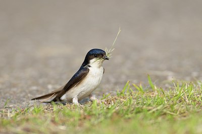 BUITEN BEELD Foto: 67680