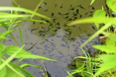 BUITEN BEELD Foto: 67690