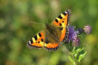 BUITEN BEELD Foto: 67691
