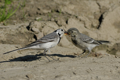 BUITEN BEELD Foto: 67694