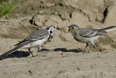 BUITEN BEELD Foto: 67696